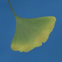 avatar-icon