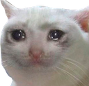 :cryingcat: